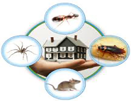 General Pest Inspection